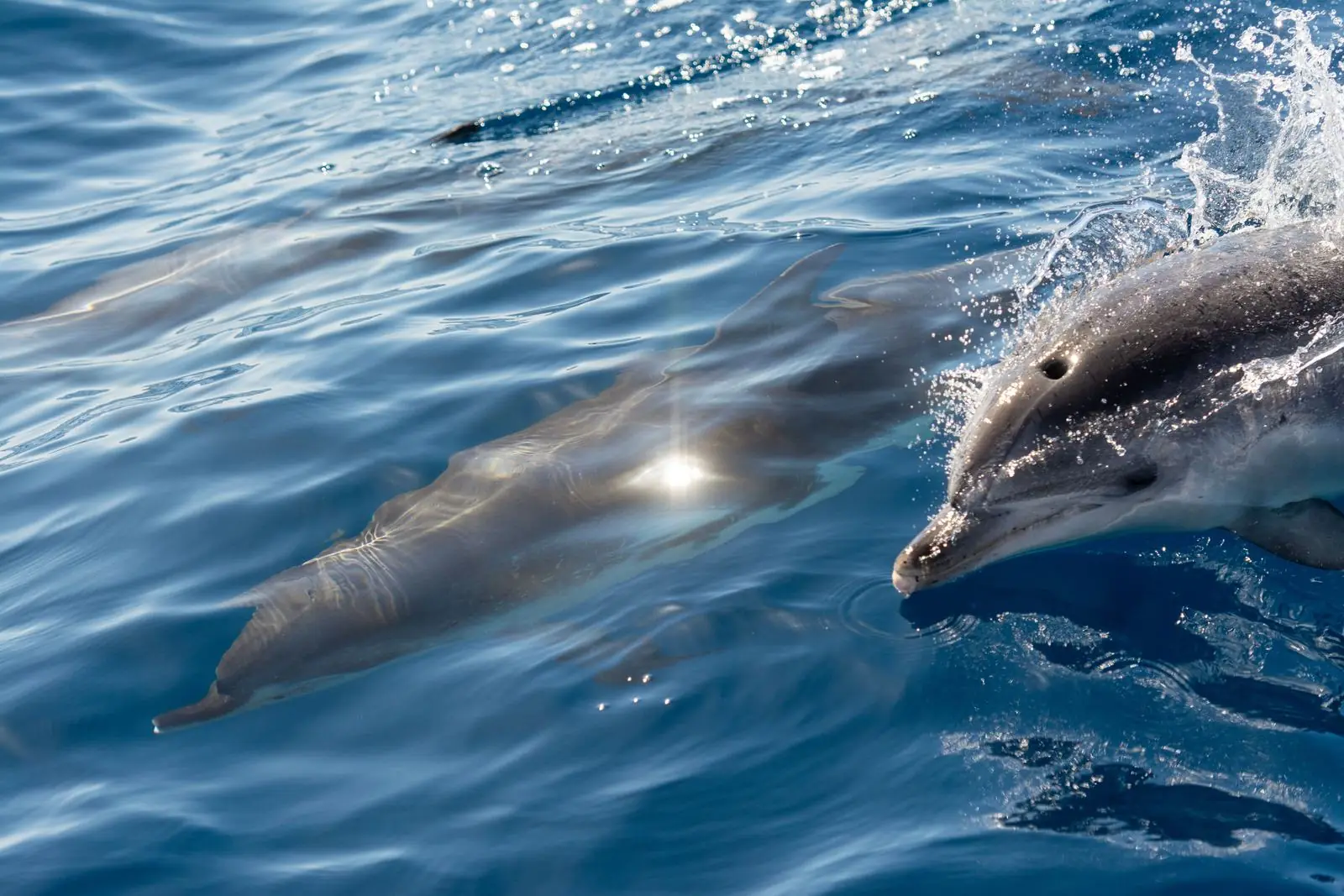 Two bottlenose dolphins surfacing in calm turquoise water near a mangrove shoreline