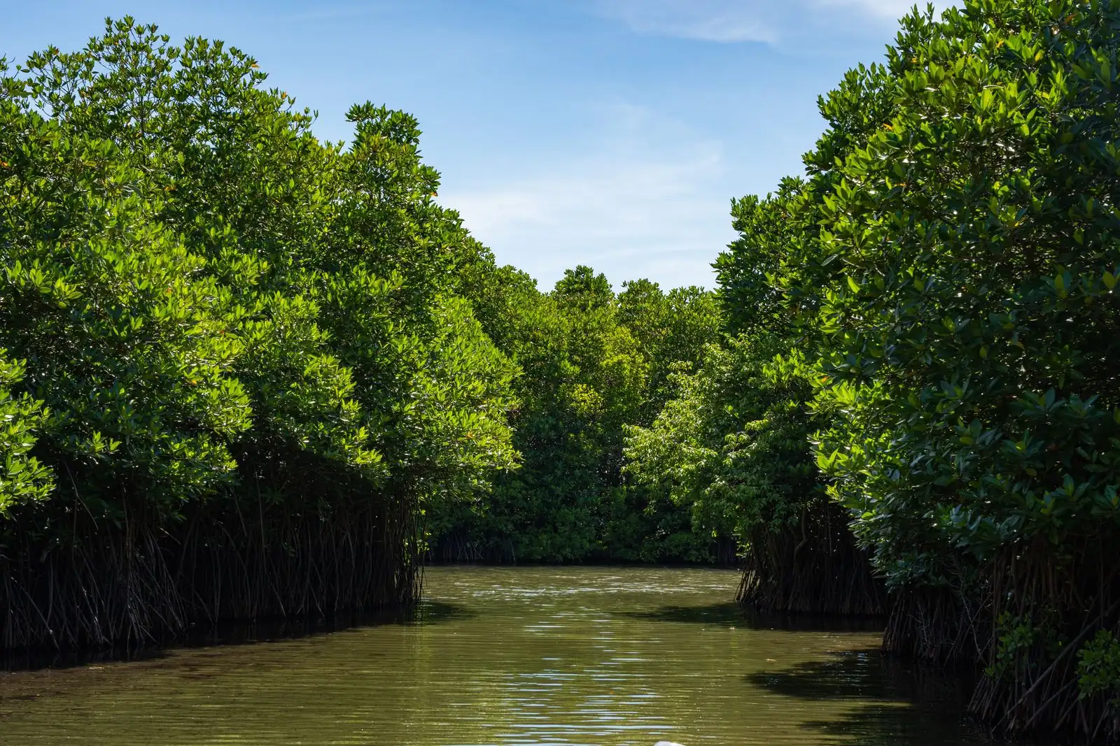 Sunlit mangrove tunnel over calm green water near Naples