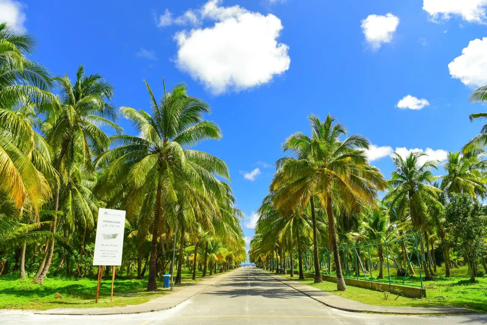 Palm-lined street in Old Naples, Florida on a bright morning