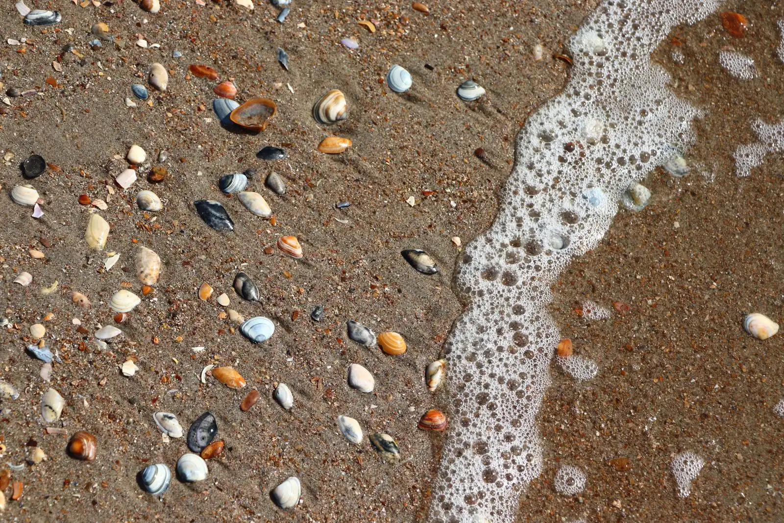 Close view of whelks and cockle shells on wet sand at the water's edge